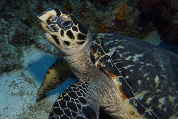 Snorkel with Rays and Turtles at Silk Cayes From Placencia