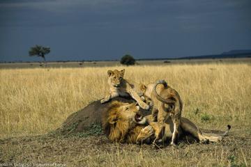 3 Days 2 Nights Kenya Meru Tour