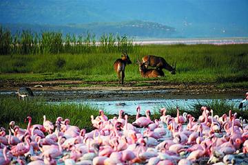 Lake Nakuru National Park Day Tour from Nairobi