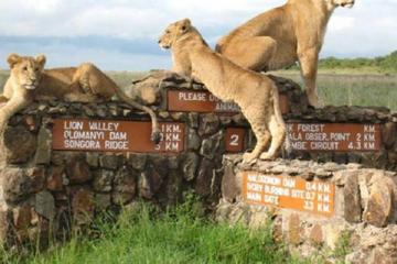 Nairobi National Park Half-Day Tour