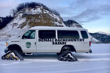 Denali Park Winter Experience