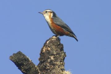 Half-Day Bird Watching Tour in Yangon