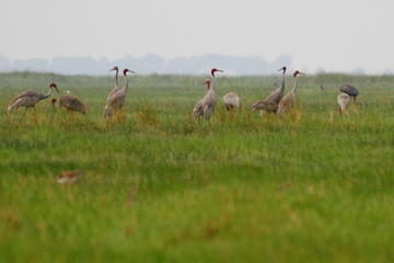 Siem Reap Bird Watching And Trapaeng Thmor Wetlands