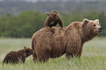 Small Group Tour-Wild Brown Bear Watching