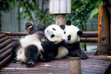 One-Day Chengdu Panda Private Tour Including Two Meals