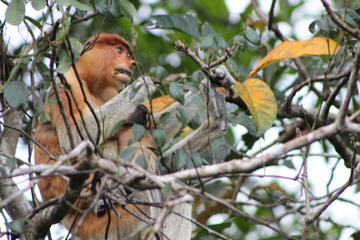 Klias River Nature and Wildlife Cruise from Kota Kinabalu Including Fireflies Watching