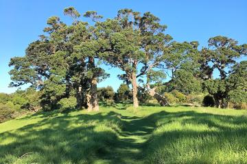 Half-Day Bush and Beach Walk on Waiheke Island