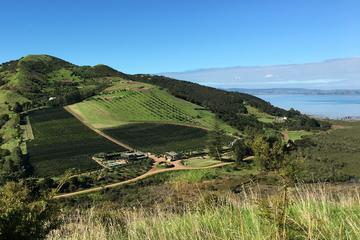Half-Day Vineyards and Bush Walk on Waiheke Island