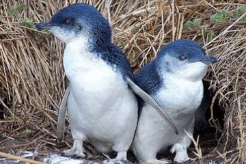Half Day Phillip Island and Penguins Tour