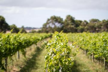 Half Day Phillip Island Wine and Beer Trail Tour
