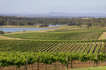 Hunter Valley Wine and Wildlife Tour from Sydney Including Walkabout Wildlife Park