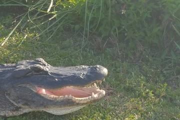 Full-Day Everglades Naturalist-Led Adventure: Cruise, Hike, and Airboat