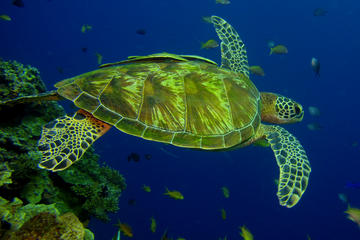 Half-Day Introduction Scuba Dive in Koh Waeo Phuket