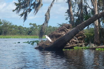 St Johns River Kayak Experience