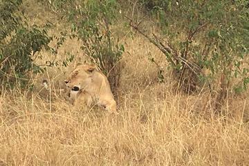 2 Days 1 Night Amboseli National park  Luxury safari package