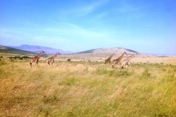 2 days maasai mara flying safari