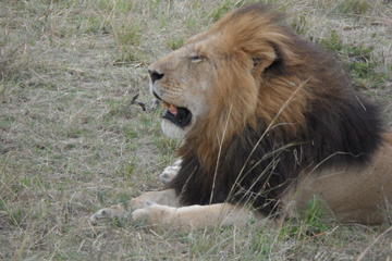 5 Days Tsavo East ,Tsavo west, Amboseli, Nairobi safari
