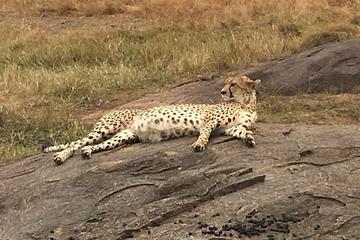 7 Days Maasai mara, Naivasha, Nakuru and Amboseli national park tour