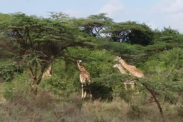 ABERDARE NATIONAL PARK DAY TOUR FROM NAIROBI