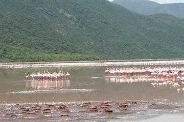 LAKE BOGORIA FLAMINGOS FULL DAY TOUR FROM NAIROBI