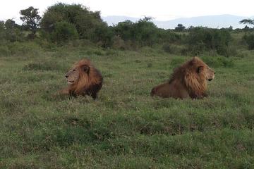 NAIROBI NATIONAL PARK TOUR