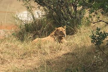 NAKURU NATIONAL PARK DAY TOUR FROM NAIROBI AND NAIVASHA