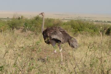 SAMBURU NATIONAL PARK DAY TOUR FROM NAIROBI