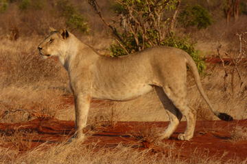 TSAVO EAST AND WEST NATIONAL PARKS DAY TRIP FROM MOMBASA