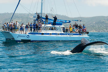 Day Trip Dana Point Whale Watching and Dolphin Watching Eco-Safari near Dana Point, California 