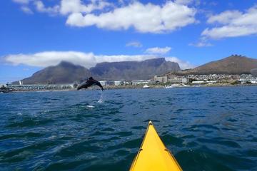 Kayaking with dolphins in Cape Town