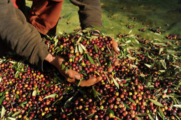 Olive Oil Genuine Experience