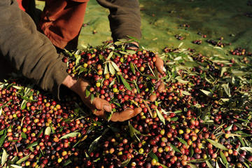 Olive Oil Genuine Experience in small groups