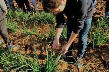 Pick, cook & eat: a local gastronomy experience