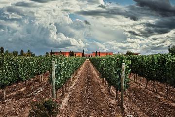 Lunch at Ruca Malen Winery