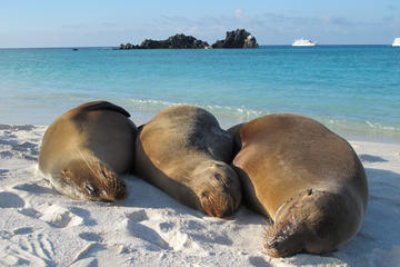 Galapagos Island 4 Days - 2 Islands : From Sand to Volcanoes