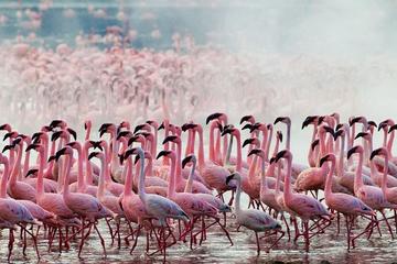1 day lake Nakuru