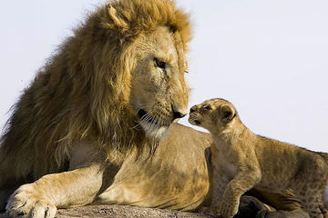 Nairobi highlights safari