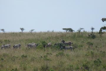 Nairobi National Park, Elephant Orphanage, Giraffe Center, Karen Blixen Museum and Bomas of Kenya Day Tour
