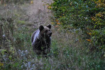 Private Brown Bear Watching Experience in the Carpathians
