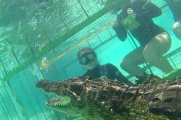 Cape Town Crocodile Cage Dive Winelands Tour
