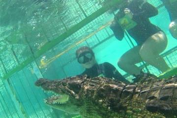 Crocodile Cage Dive Winelands Tour