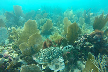 Escambron Beach Guided Scuba Diving Tour for Beginners