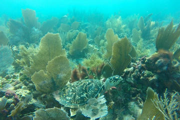 Guided Snorkel Tour