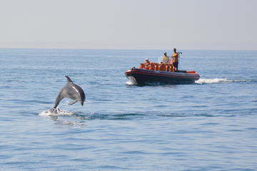 Dolphins and caves tour
