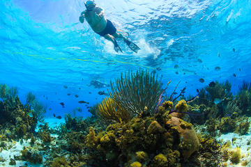 Private Stingray City and Snorkeling Half Day Charter
