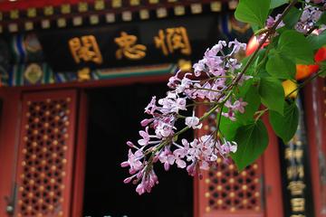 Private Beijing Tour to Fayuan Temple with Tea Tasting at Maliandao Tea Street