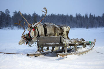 Sami Culture Tour Including Reindeer Sleigh Ride and Lasso Throwing in Tromso