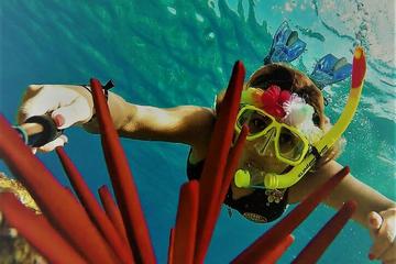 Maui Reef Adventure Tours aboard the Ocean Freedom and Reef Explorer