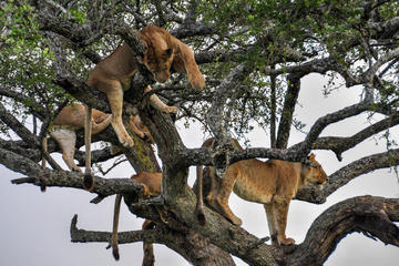 12Days Best of Kenya and Tanzania Wildlife Safari