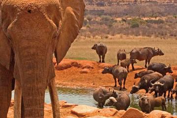 2days Amboseli Overnight Safari